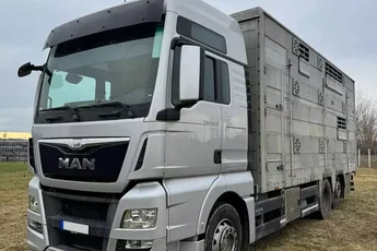 MAN TGX 26.440 Pezzaioli, 3 Pietra, Bydło, Trzoda, Żywca, Zwierząt