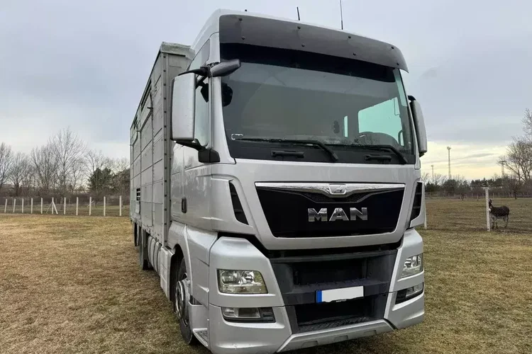 MAN TGX 26.440 Pezzaioli, 3 Pietra, Bydło, Trzoda, Żywca, Zwierząt zdjęcie 3