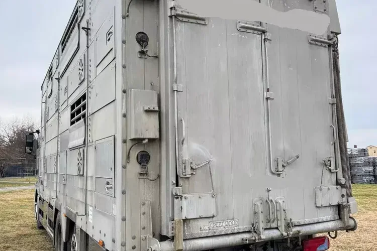 MAN TGX 26.440 Pezzaioli, 3 Pietra, Bydło, Trzoda, Żywca, Zwierząt zdjęcie 4