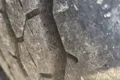 naczepa Schmitz Cargobull zdjęcie 8